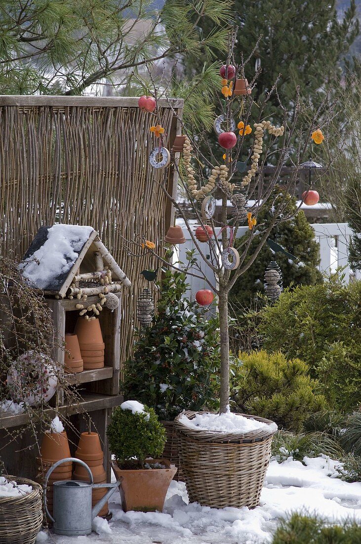 Birdseed on prunus (cherry tree) in basket pot