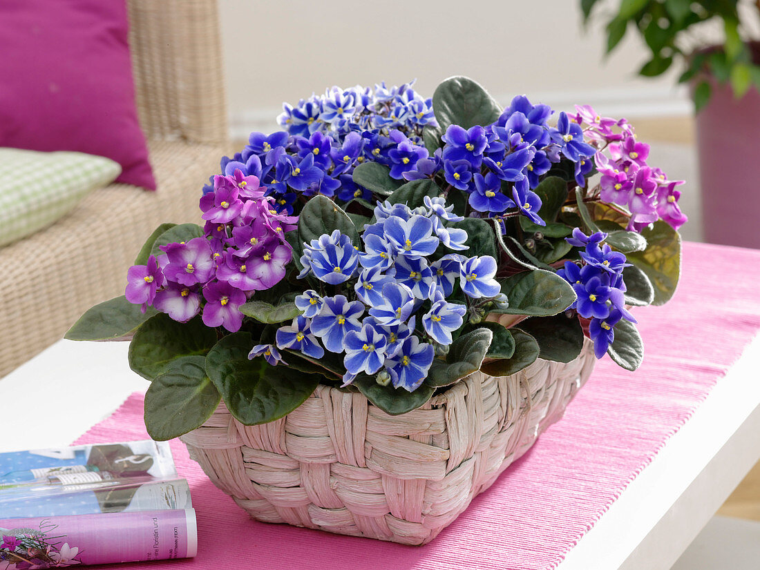 Basket planted with Saintpaulia Ionantha (African Violet)