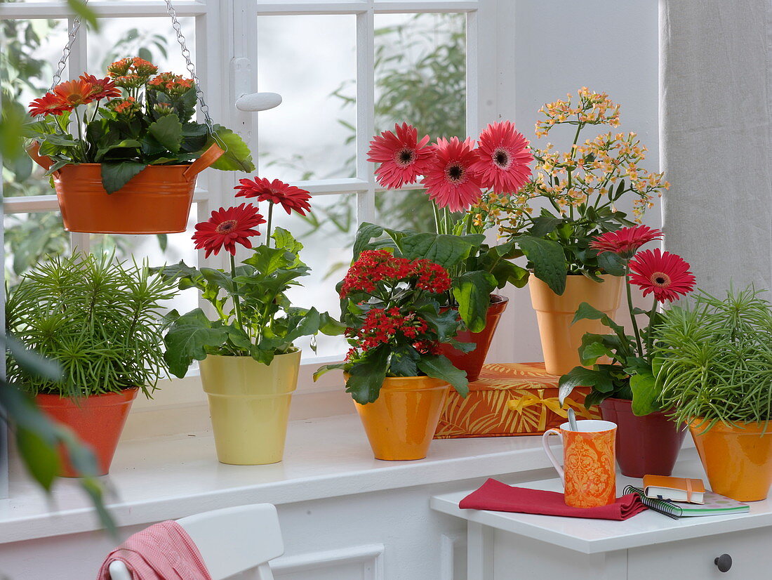 Window with plants that need little water