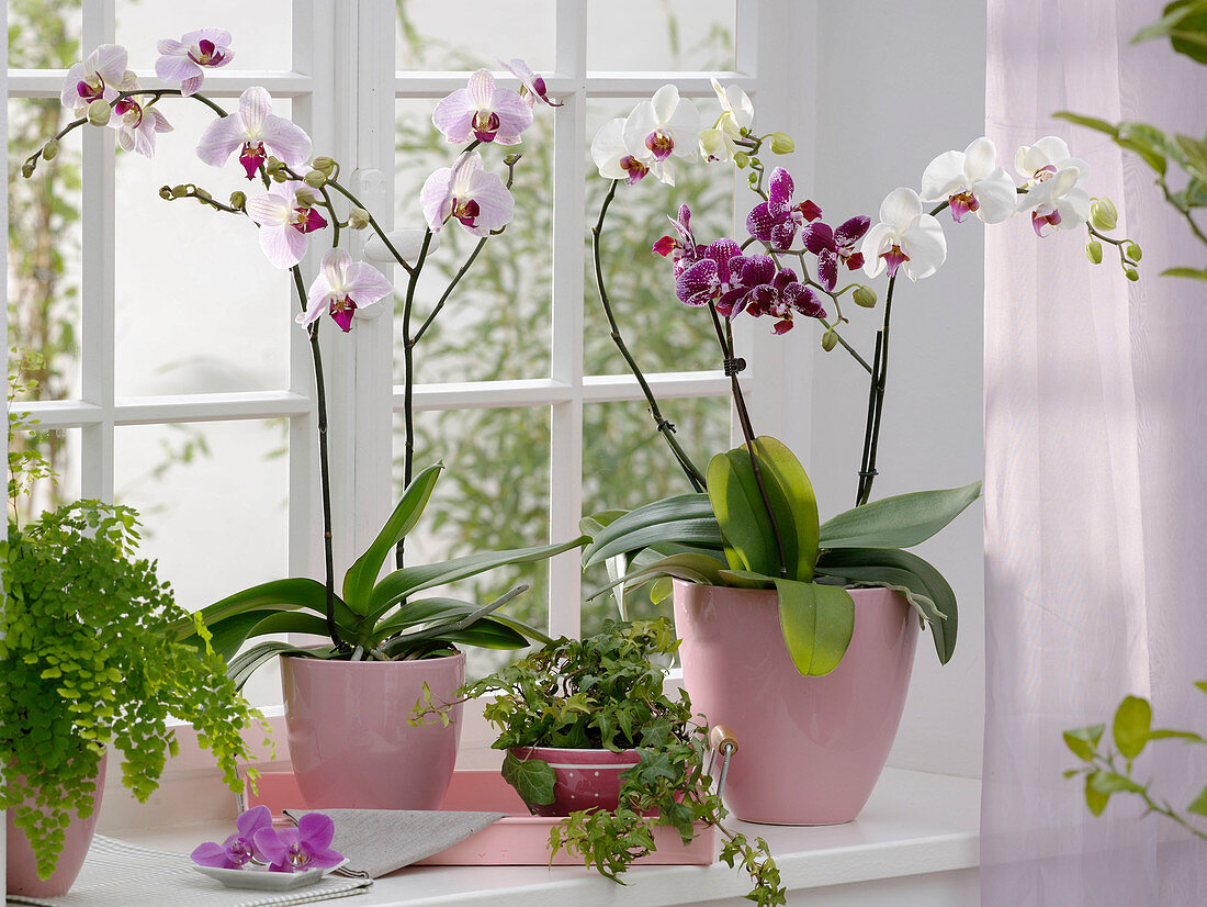 Window with Phalaenopsis (Malay flowers), Hedera (Ivy), Adiantum