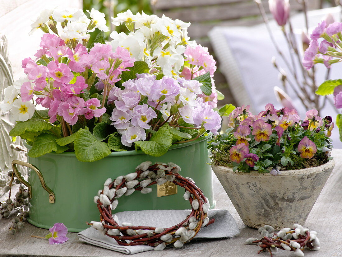 Primula acaulis (spring primrose) in metal jardiniere