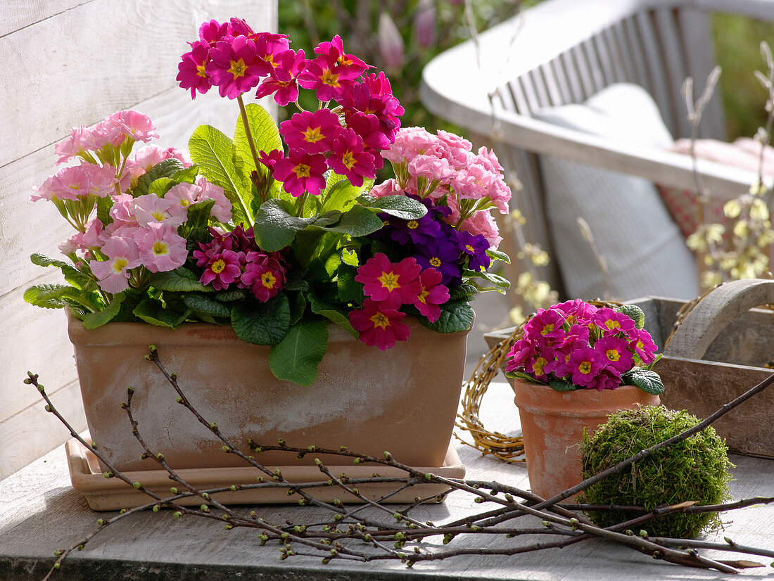 Primula acaulis und elatior (Primeln) in Tonkasten und Tontopf