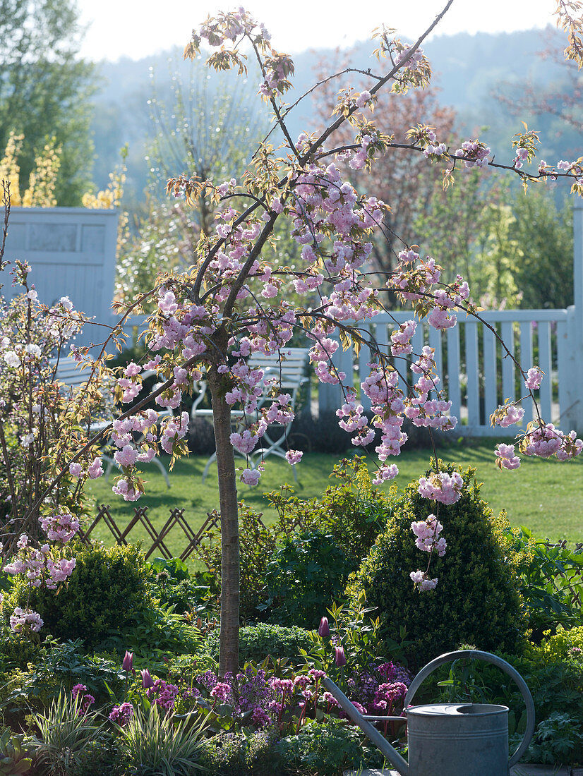 Prunus 'Kiku-Shidare-Zakura' (Japanese Hanging Cherry)