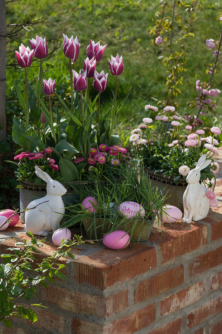 Metallkästen mit Tulipa 'Ballade' (lilienblütige Tulpen), Bellis