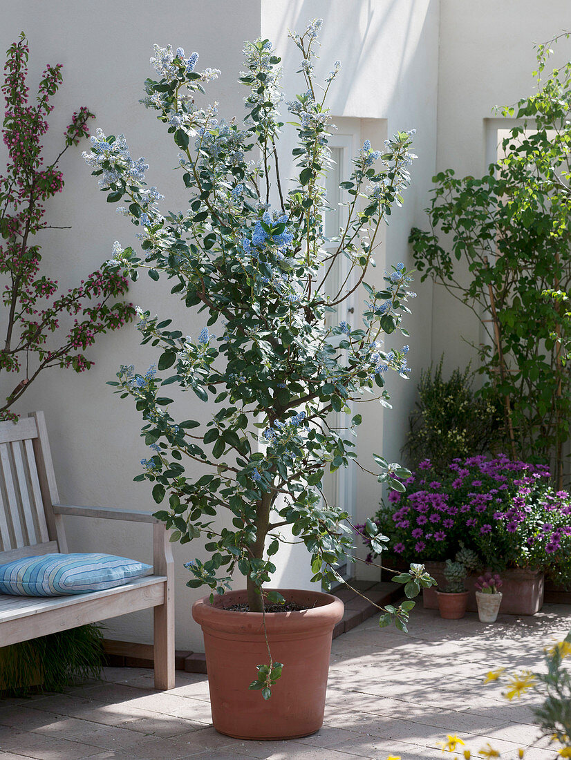 Ceanothus 'Blue Mound' (marigold) in terracotta pots