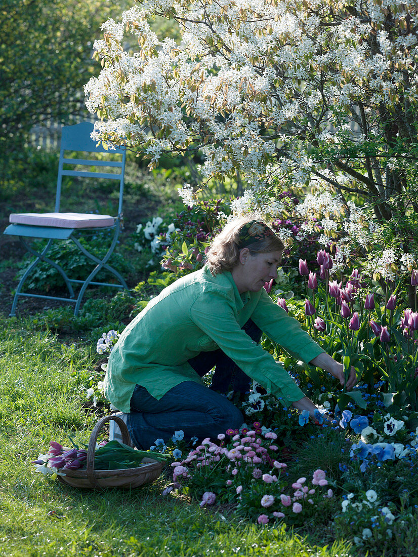 Amelanchier laevis (Bare Rock Pear) underplanted with Tulipa