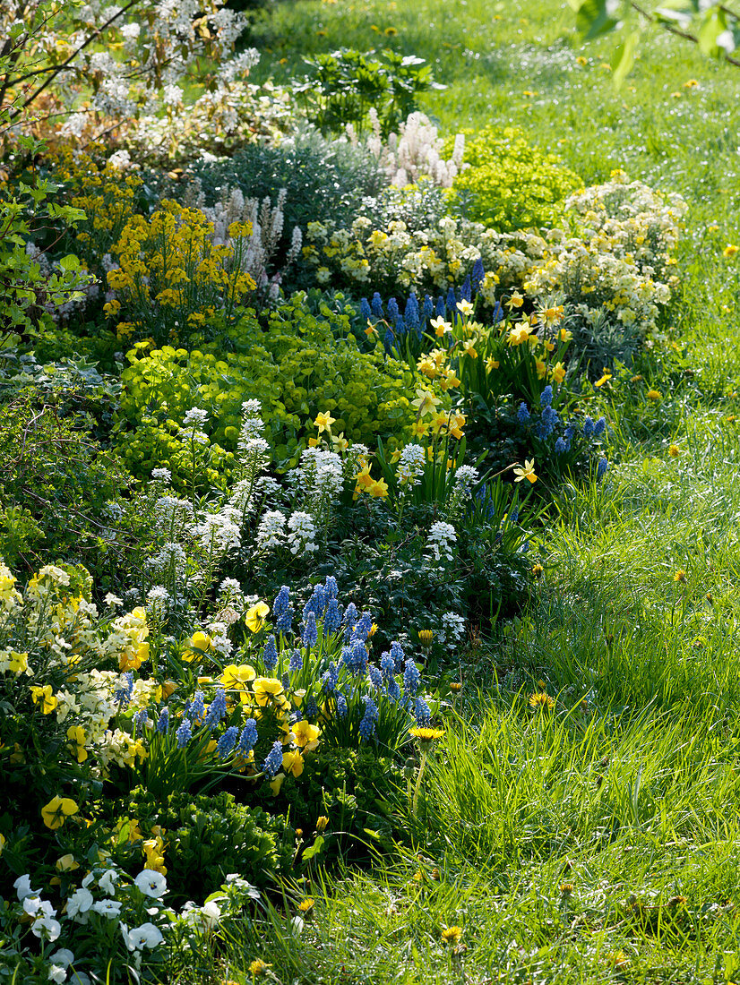 Erysimum (Golden violet), Iberis (Ribbon flowers), Euphorbia (Spurge)