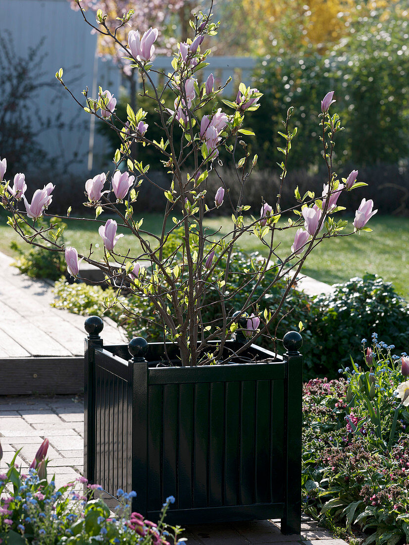 Magnolia soulangeana (Tulip magnolia) in a square tub