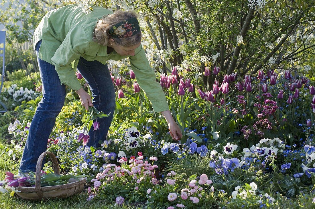 Amelanchier laevis (Bare rock pear) underplanted with Tulipa