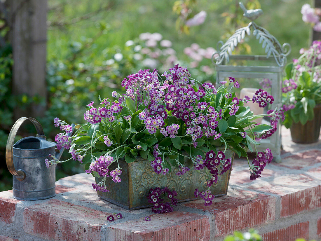 Primula auricula (Garden Auricle) in metal box