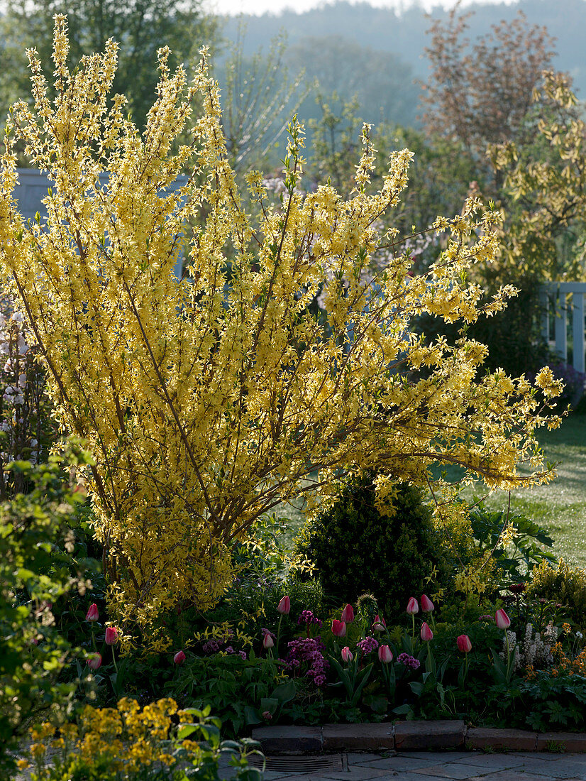 Forsythia 'Lynwood Gold' (Goldglöckchen)