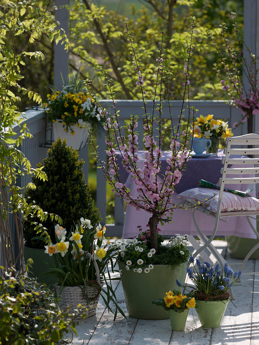 Balcony with Prunus triloba (almond tree)