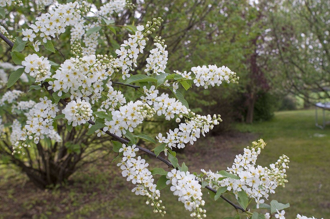 Exochorda x macrantha 'The Bride' (Cypress)