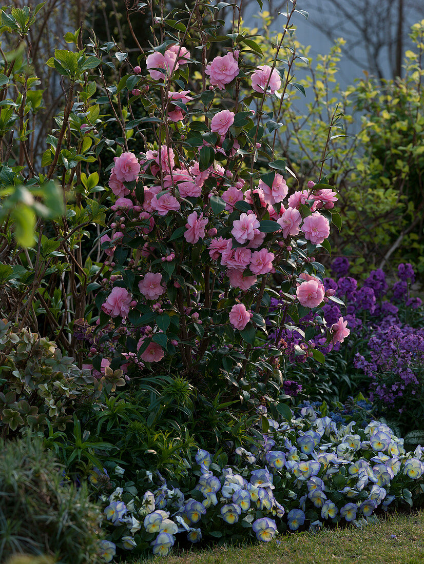 Camellia 'Spring Festival' (rosa Kamelie), Viola cornuta 'Etain' (Hornveilchen)