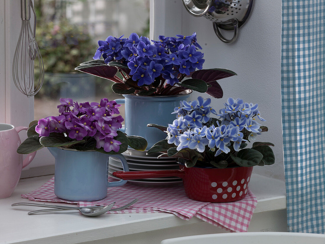 Saintpaulia ionantha (Usambara violets) in enamelled milk pots