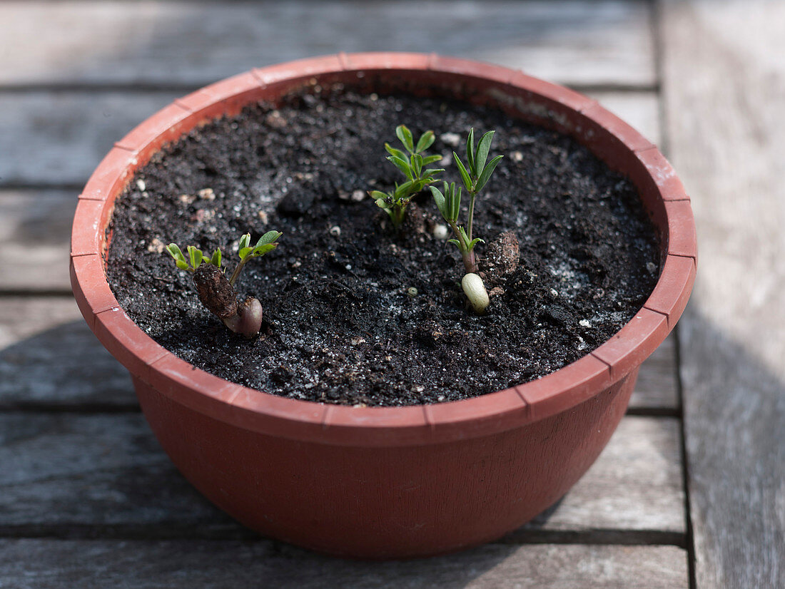Arachis hypogaea (peanuts) in sowing dish