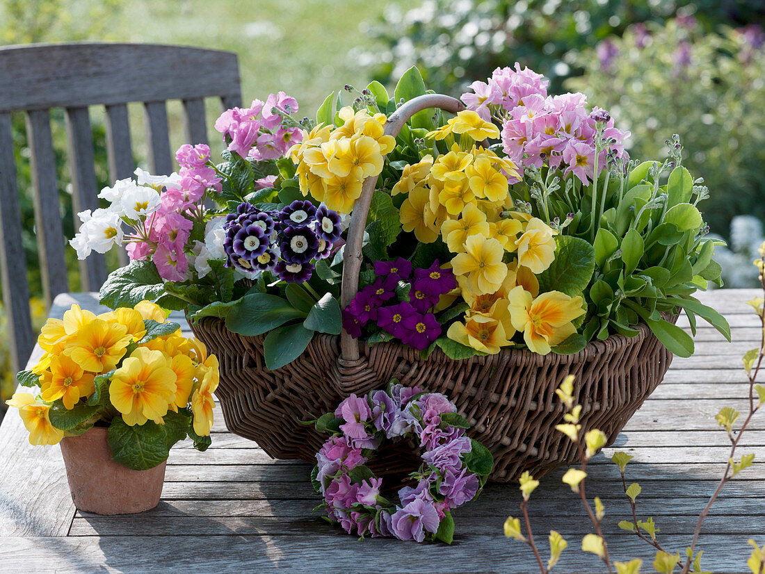 Willow basket planted with various primroses