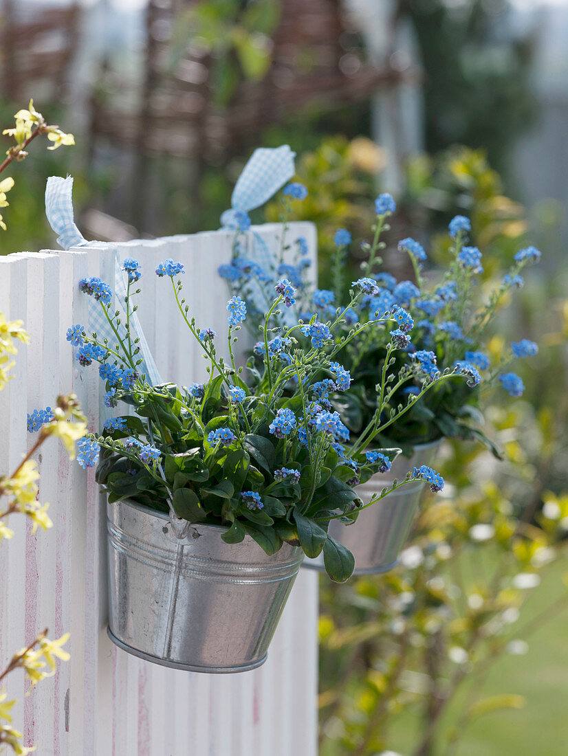 Myosotis (forget-me-not) in small metal buckets hung on fence