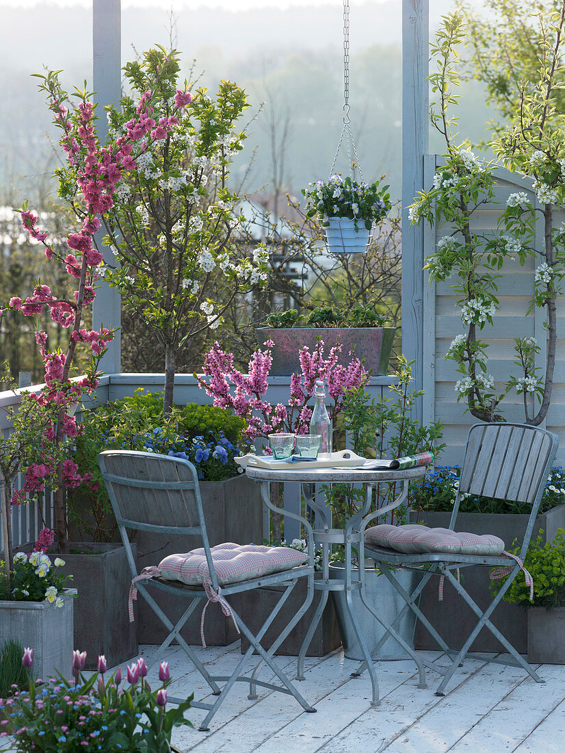 Balcony with Prunus (cherry tree), Pyrus (espalier pear), Prunus persica