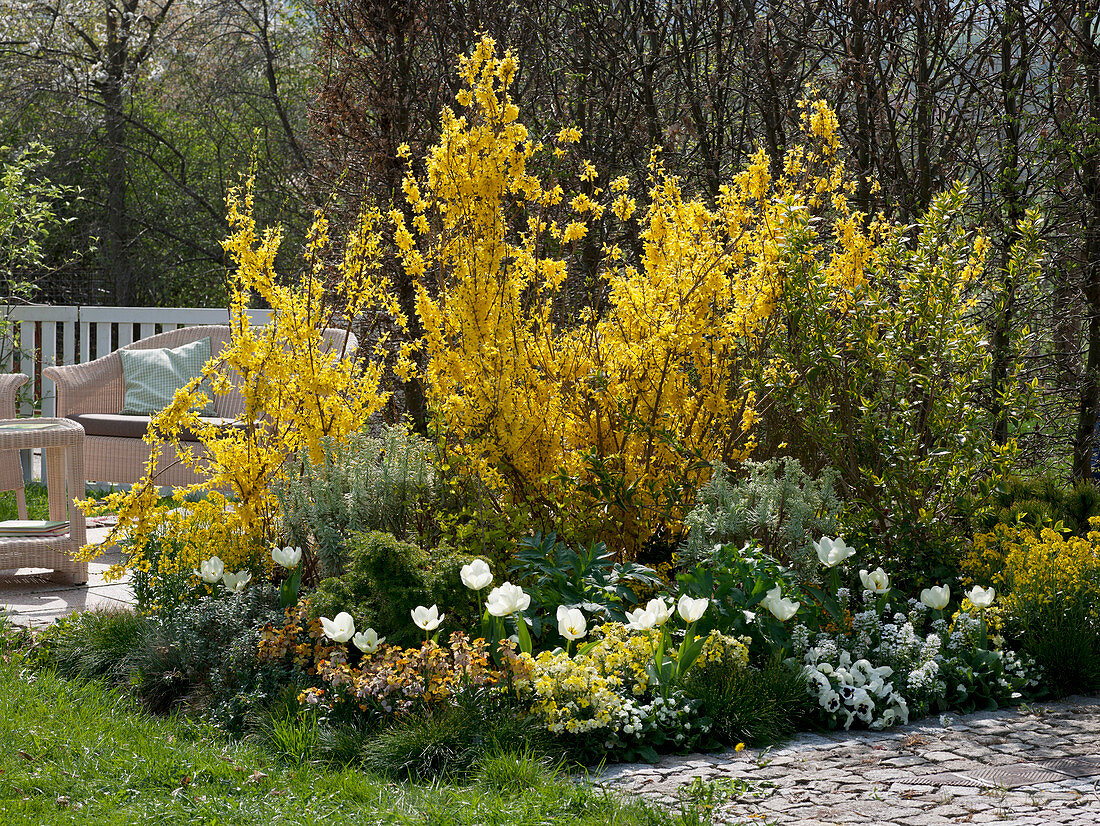 Forsythia 'Lynwood Gold' (Goldglöckchen), Ligustrum ovalifolium 'Aureum'