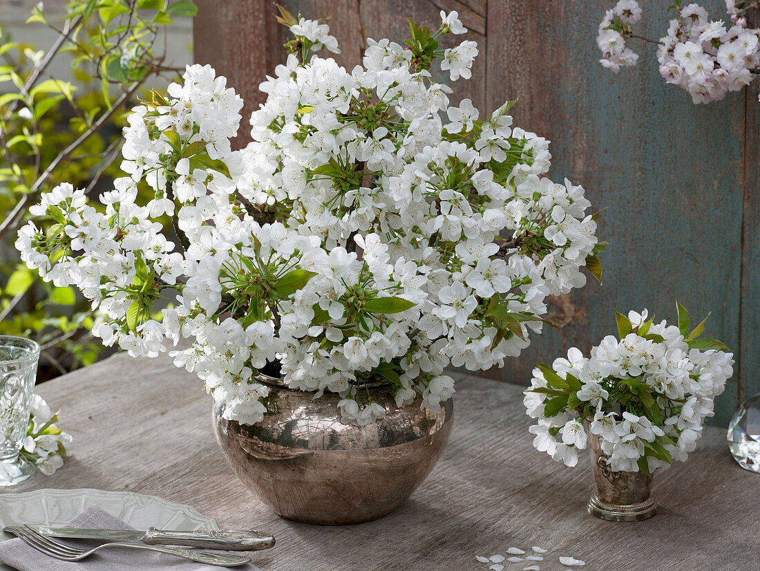 Bouquets of Prunus (cherry blossoms) in silver vases