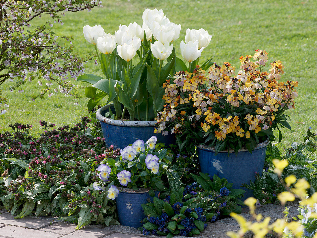 Blue pots with Tulipa 'White Dream' (tulips), Erysimum (golden violet)