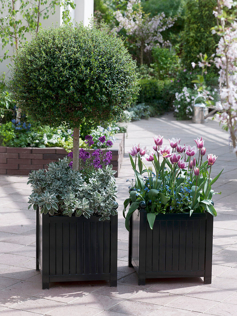 Planting tulips in a tub in autumn (5/5)