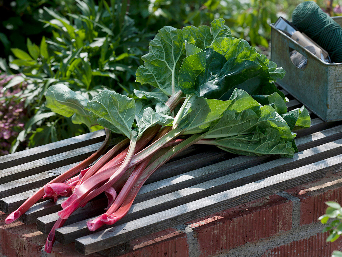 Freshly harvested Rheum (rhubarb) on wooden grid on wall