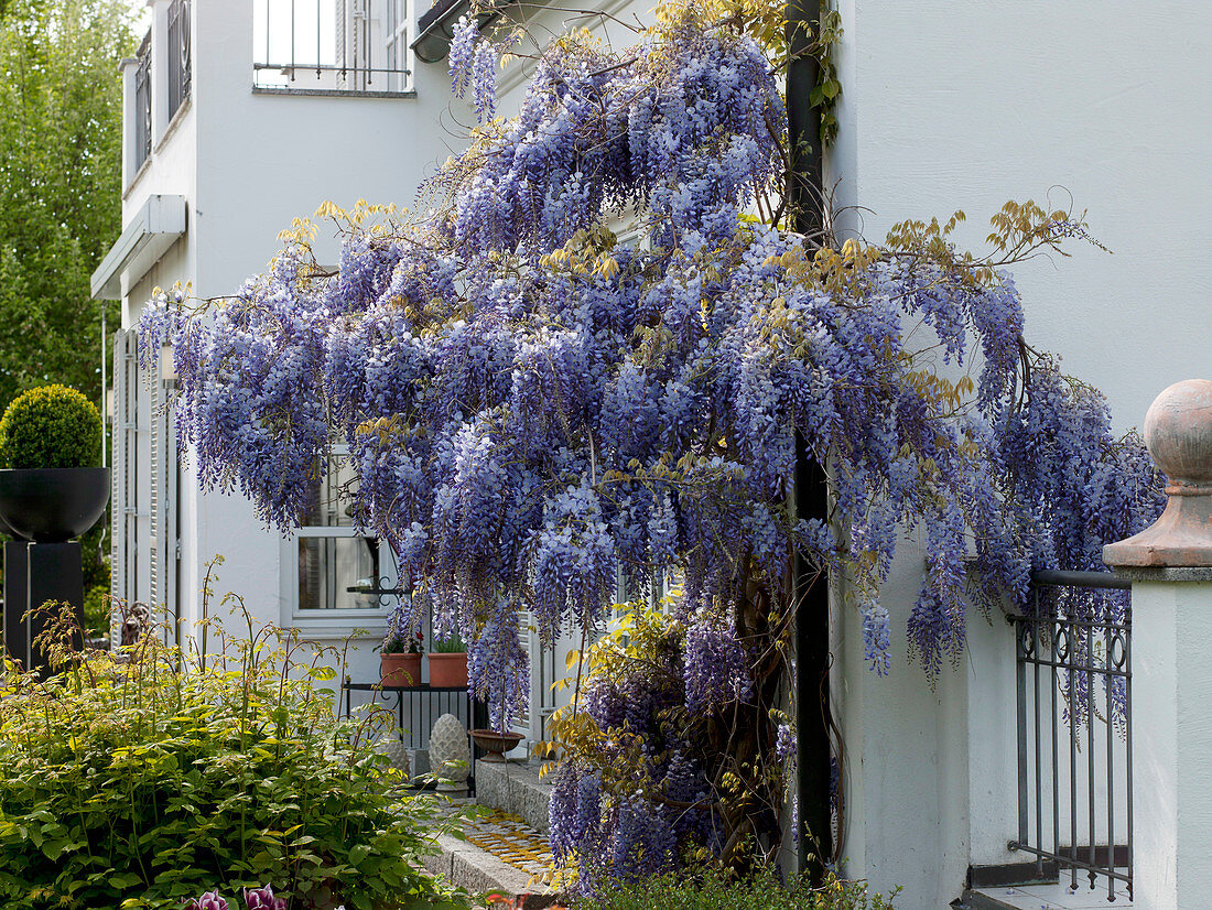 Wisteria sinensis (Blauregen) am Fallrohr