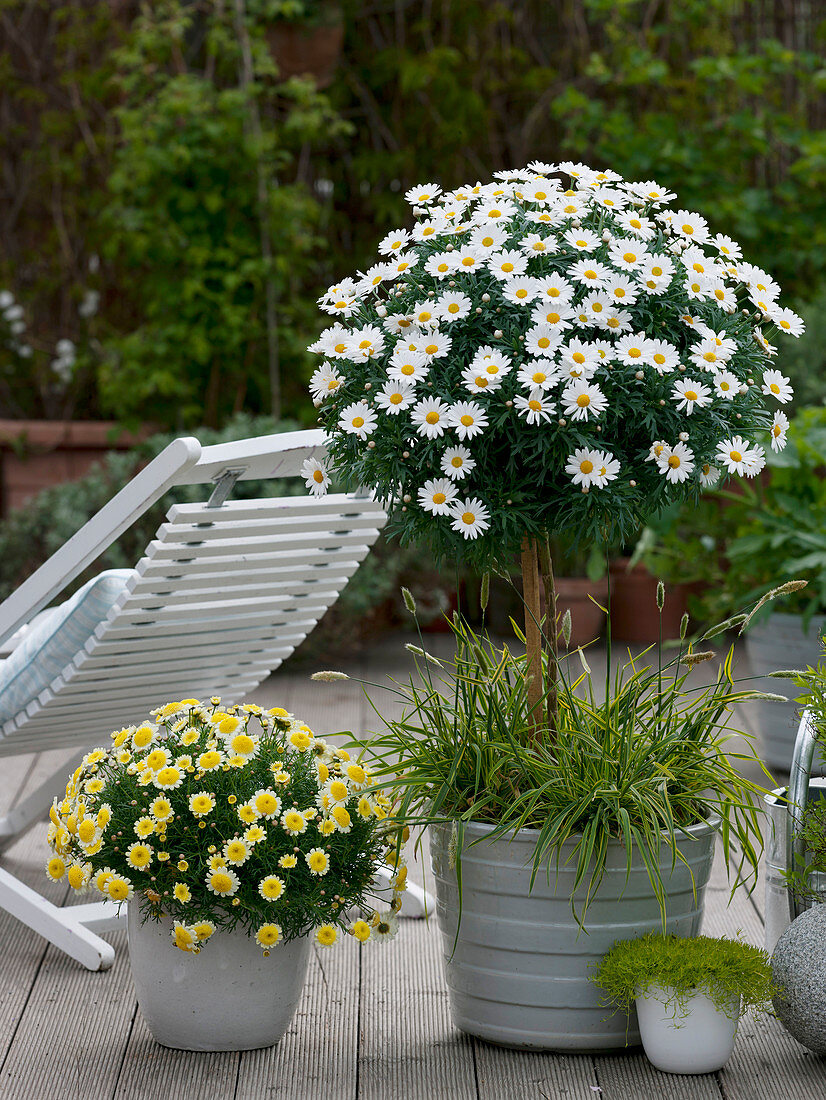 Argyranthemum 'Stella 2000', 'Sole Mio' (daisy), bush and stem