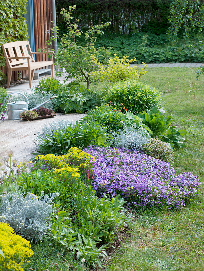 Staudenbeet an Holzterrasse mit Phlox subulata (Polsterphlox), Helichrysum