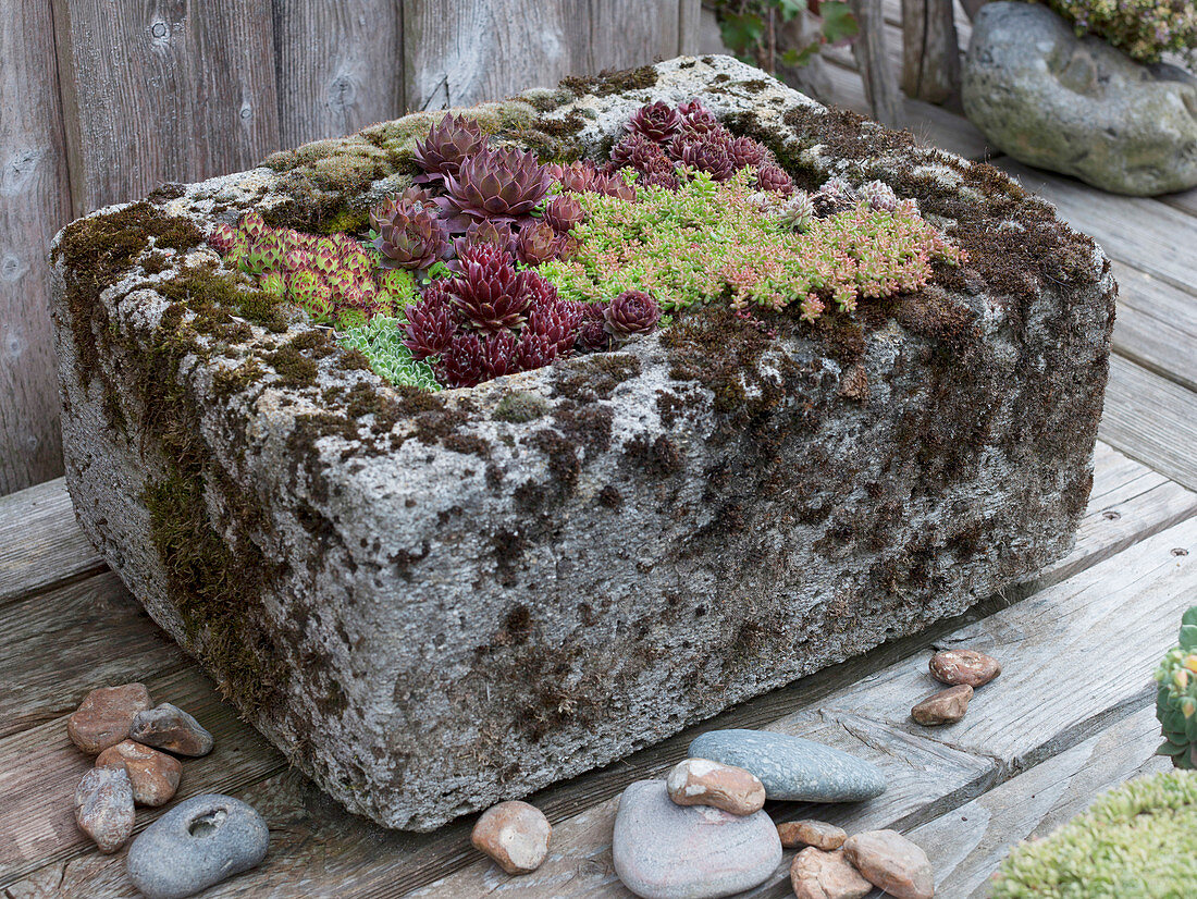 Stone trough planted with Sempervivum (houseleek), Sedum album (stonecrop)