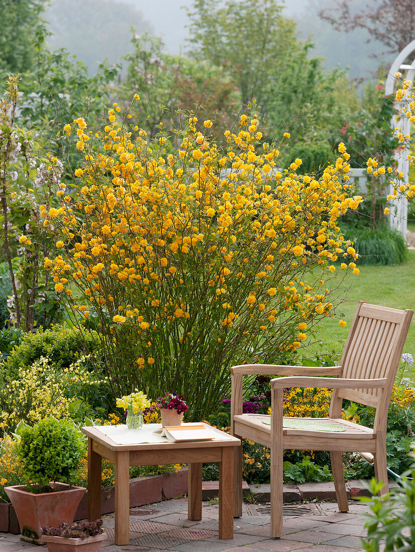 Kerria japonica 'Pleniflora' (ranunculus) in the border