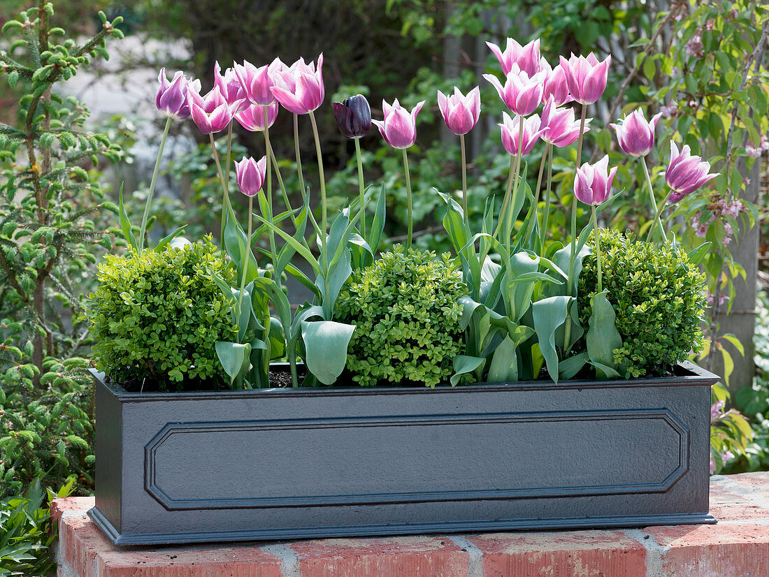 Plastic box with Buxus (boxwood) and Tulipa 'Ballade' 'Queen of the Night'.