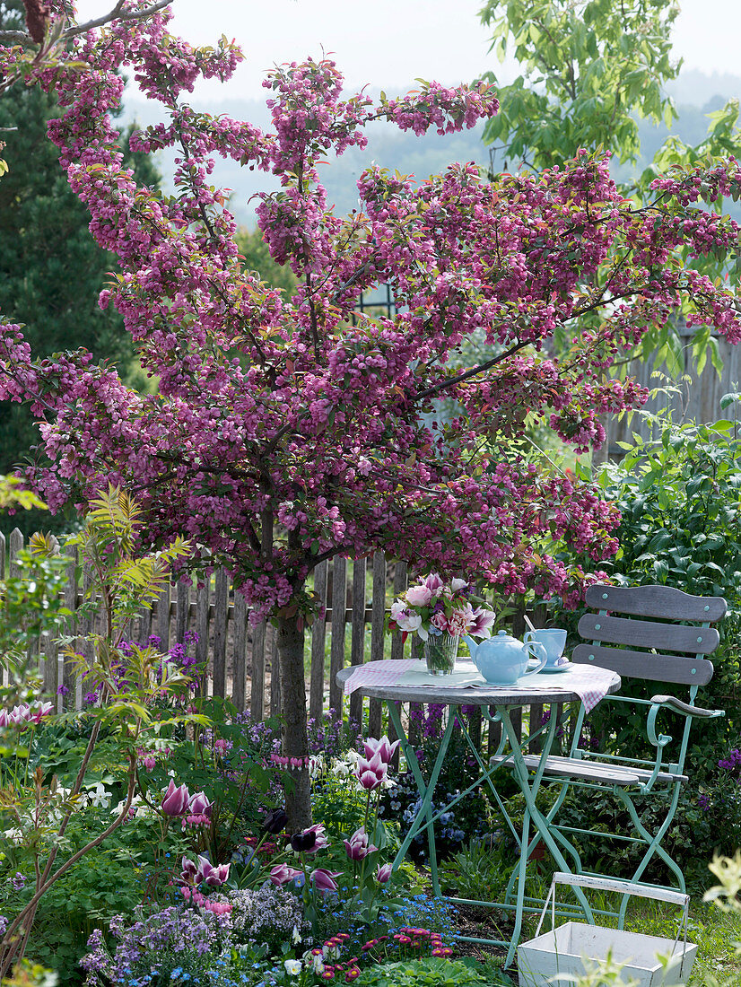 Malus 'Paul Hauber' planted with Tulipa