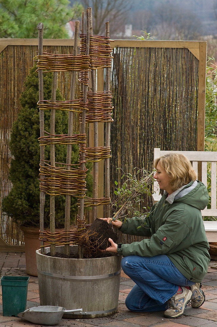 Clematis in bucket with homemade trellis plants