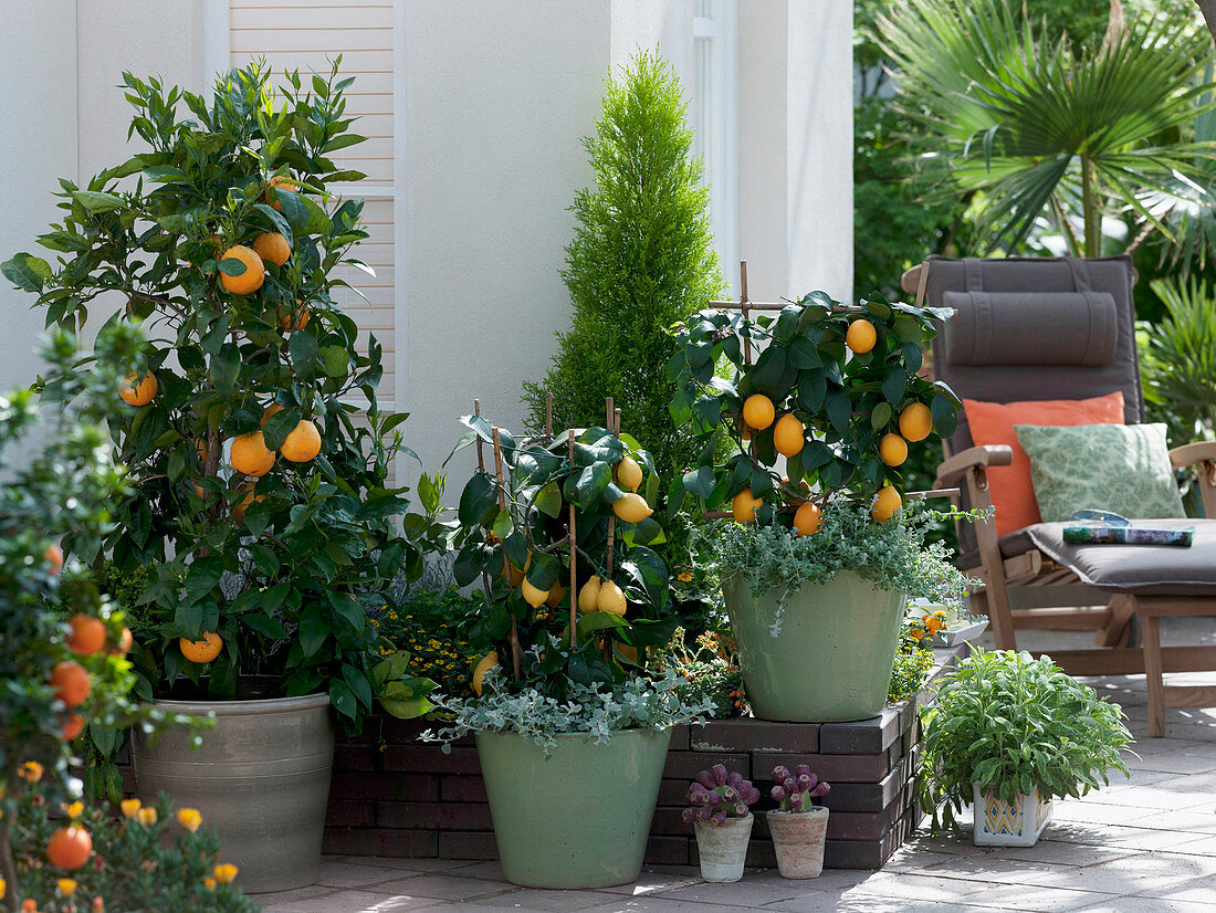 Citrus sinensis (orange tree), Citrus limon 'Florentina' Meyer