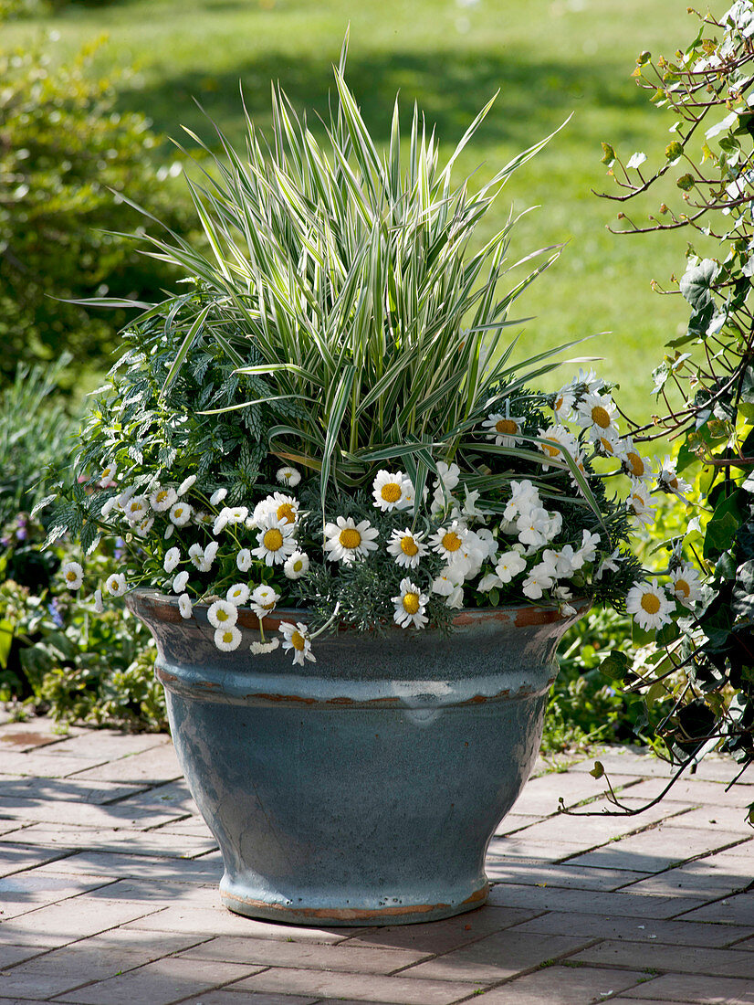 Leucanthemum hosmariense (Daisies), Phalaris 'Dwarf Garters'