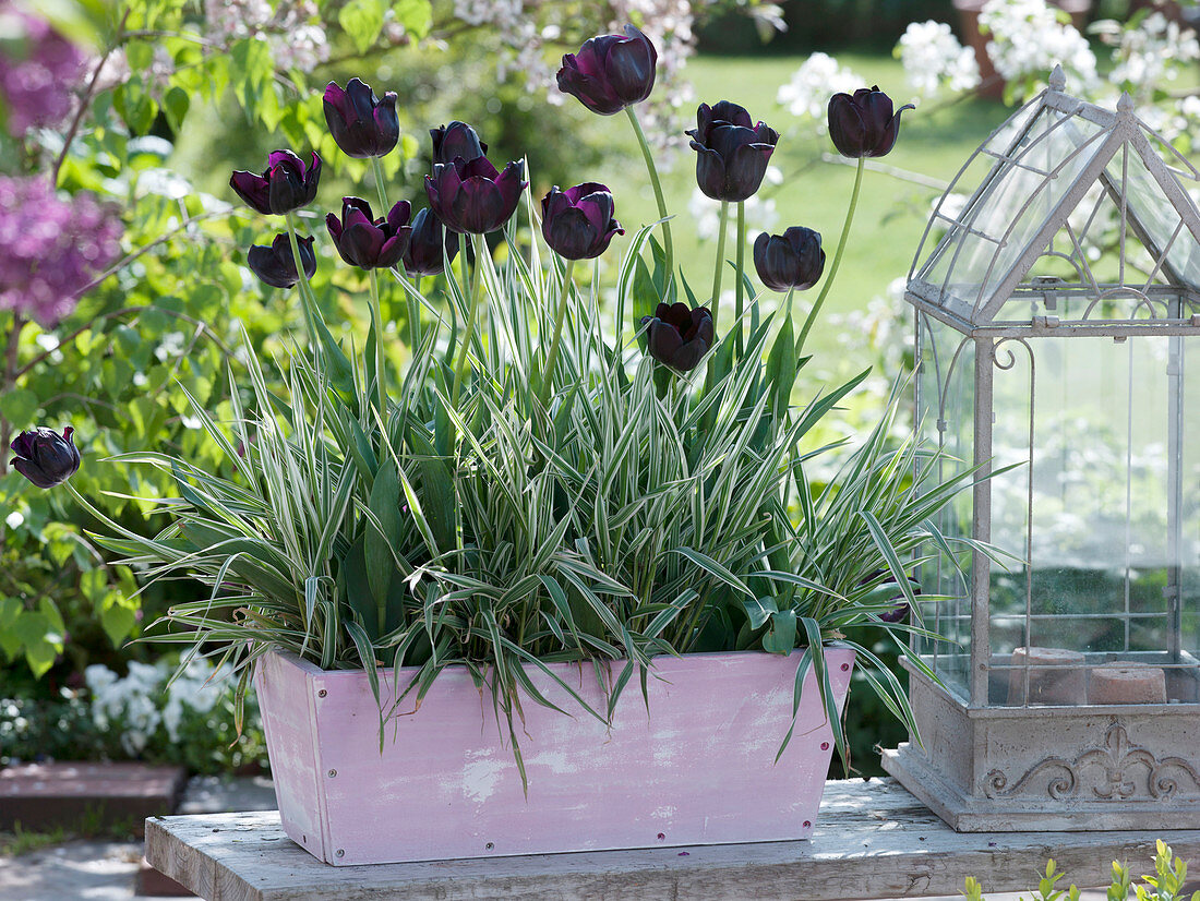 Tulipa 'Queen of the Night', Phalaris 'Dwarf Garters'