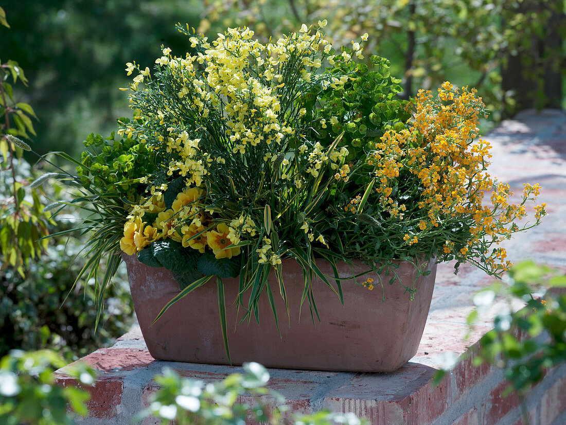 Cytisus (Ginster), Erysimum 'Orange Zwerg' (Goldlack), Euphorbia 'Antigone'