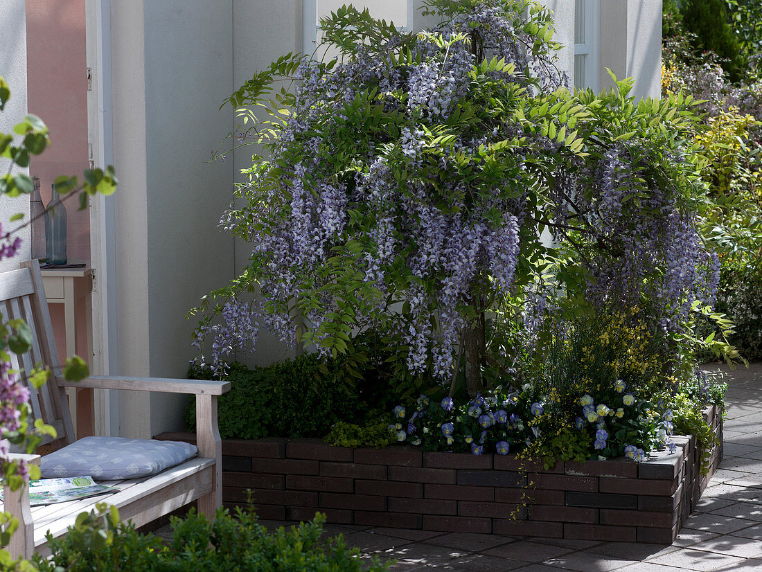 Wisteria floribunda (Blue-rain) grown as a small tree in a patio bed