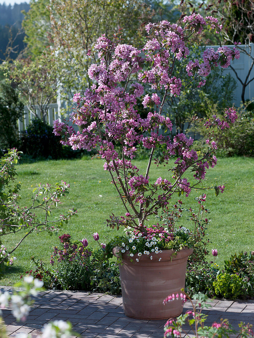 Malus 'Rudolph' (Zierapfel) unterpflanzt mit Bellis (Tausendschön)