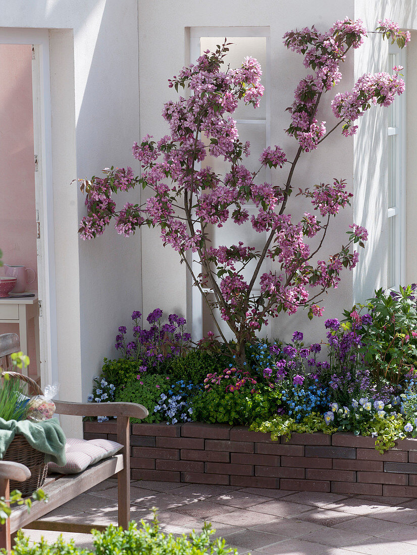 Malus 'Rudolph' (Zierapfel), Erysimum (Goldlack), Euphorbia (Wolfsmilch)