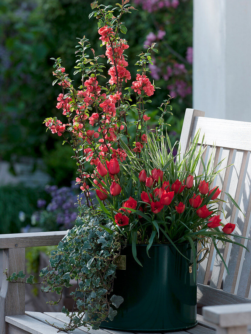 Chaenomeles japonica (ornamental quince), Tulipa linifolia (wild tulips)