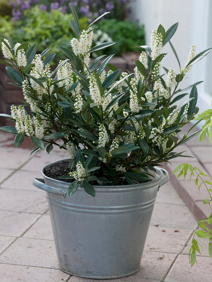 Zinc bucket with Prunus laurocerasus 'Otto Luyken' (dwarf cherry laurel)