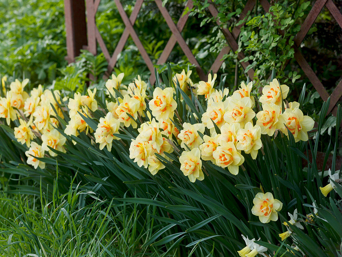 Narcissus 'Tahiti' (Daffodils) yellow-orange double flowers