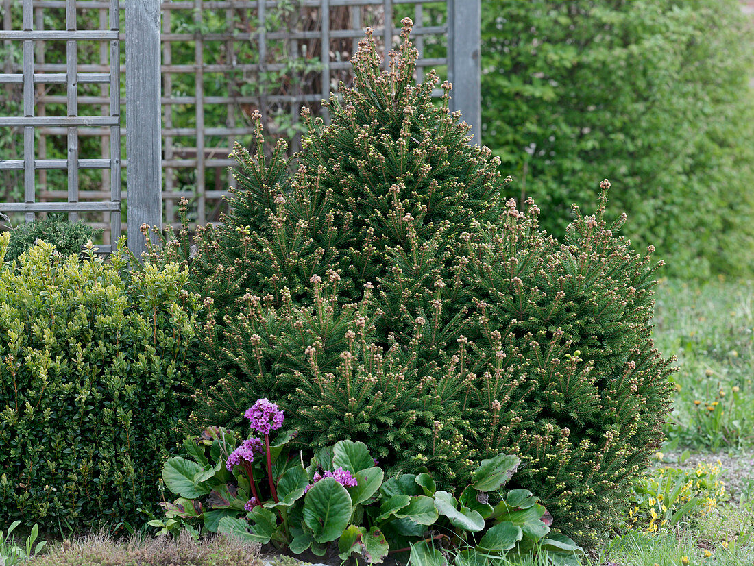 Picea abies 'Ohlendorfii' (cone spruce), Buxus (boxwood), Bergenia