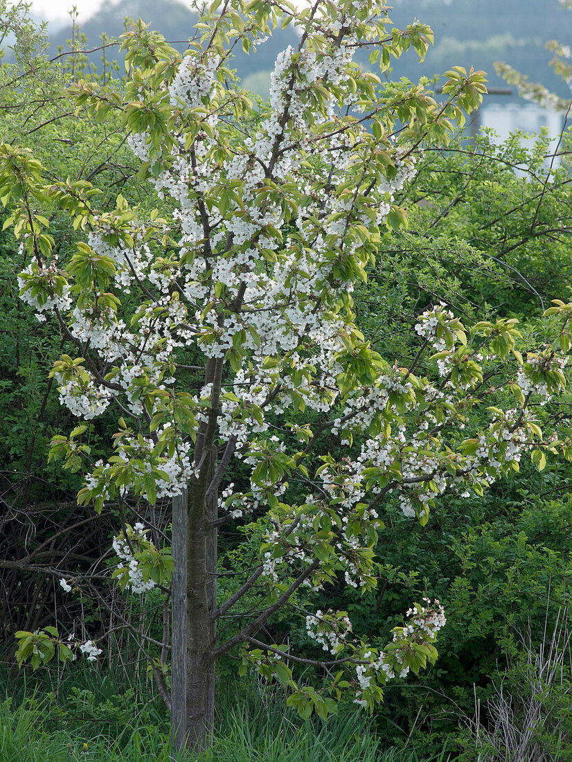 Prunus avium (Süßkirsche) in Blüte