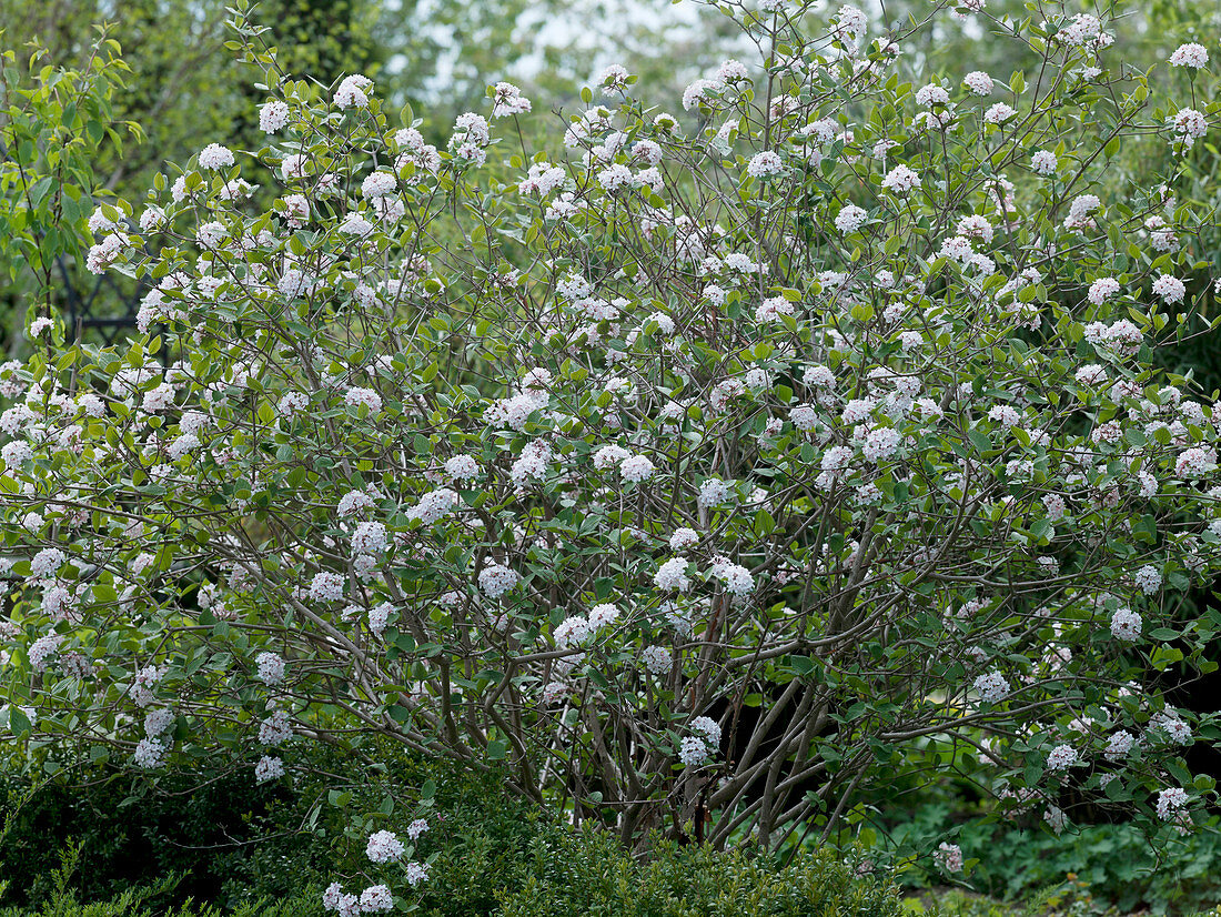 Viburnum carlcephalum (Duftschneeball)