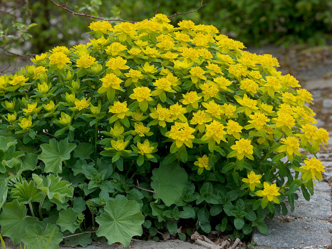 Euphorbia polychroma (Spurge), flowering